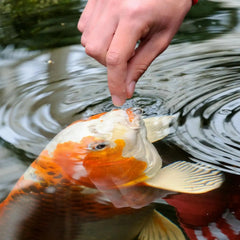 TetraPond Koi Vibrance, Soft Sticks, Floating Pond Food, 16.5 Pounds